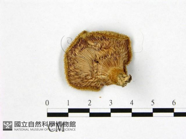 登錄號:F0020276藏品圖，第3張