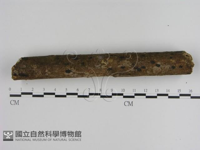 登錄號:F0000276藏品圖，第3張