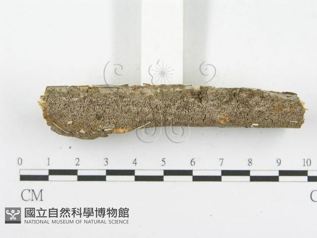 木層孔菌屬藏品圖，第3張