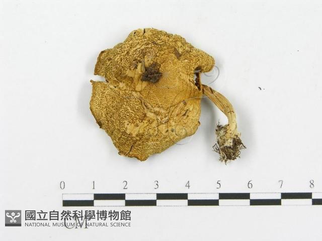 登錄號:F0016276藏品圖，第3張