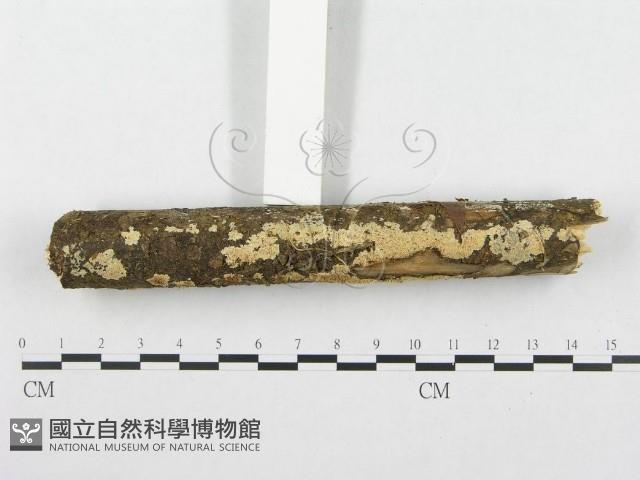 登錄號:F0001276藏品圖，第3張