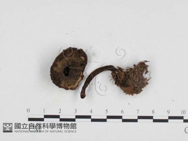 登錄號:F0024276藏品圖，第3張