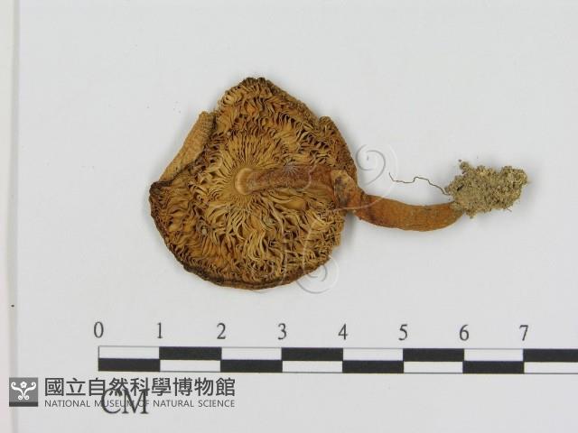 登錄號:F0014276藏品圖，第3張