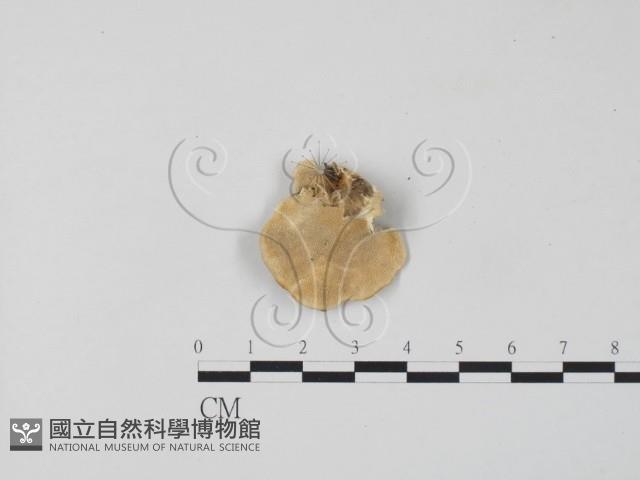 雲芝藏品圖，第3張