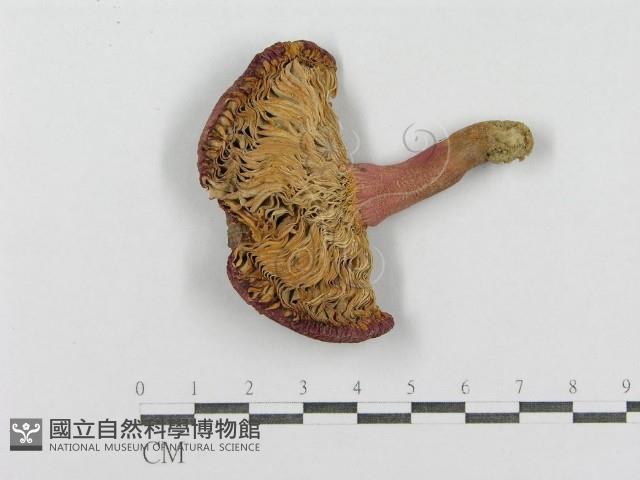 紅菇屬藏品圖，第3張