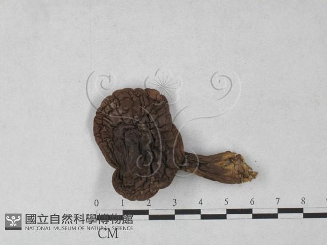 登錄號:F0027276藏品圖，第3張