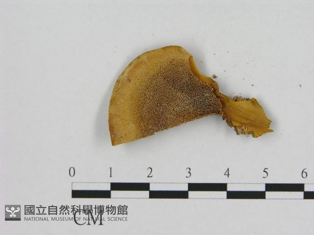 登錄號:F0017276藏品圖，第3張