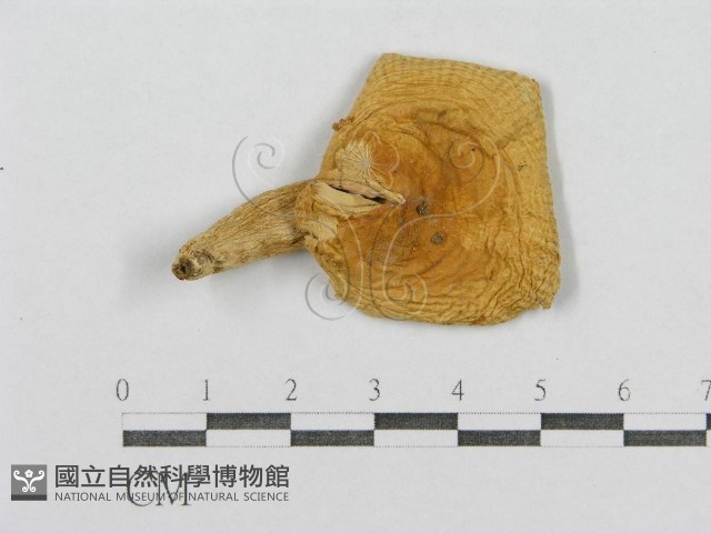登錄號:F0005276藏品圖，第3張