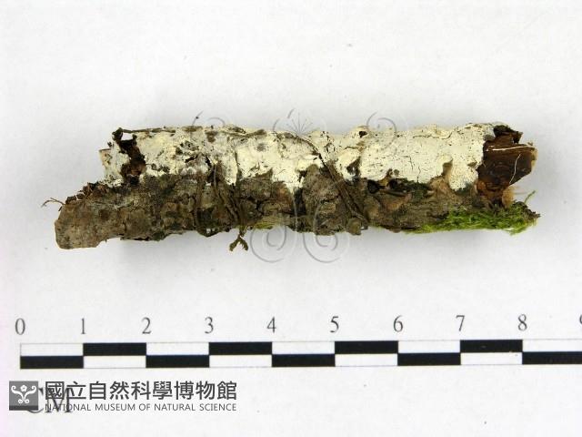 登錄號:F0015276藏品圖，第3張