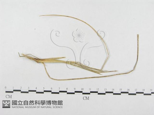 登錄號:F0019276藏品圖，第1張