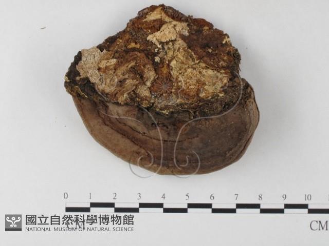 木層孔菌屬藏品圖，第3張
