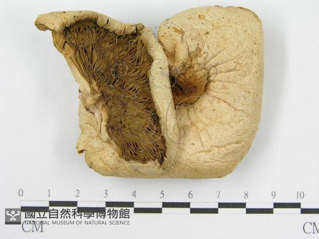 登錄號:F0003276藏品圖，第3張
