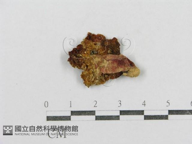 紅菇屬藏品圖，第3張