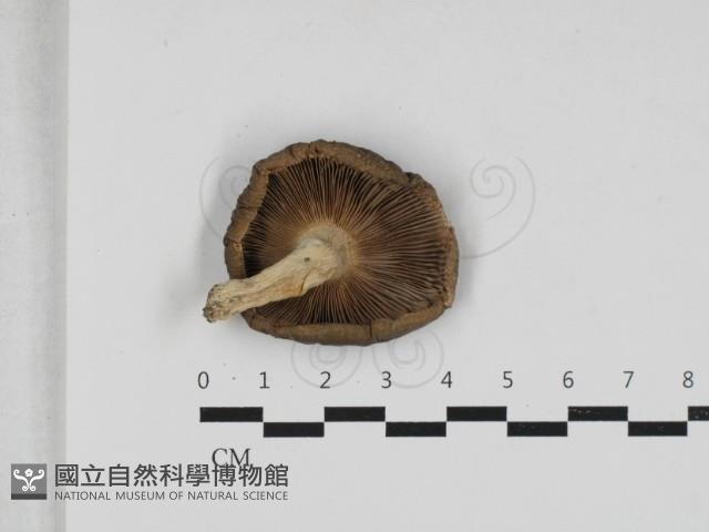 紅菇屬藏品圖，第3張