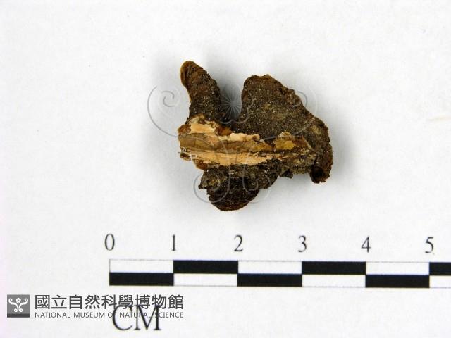 登錄號:F0008876藏品圖，第3張