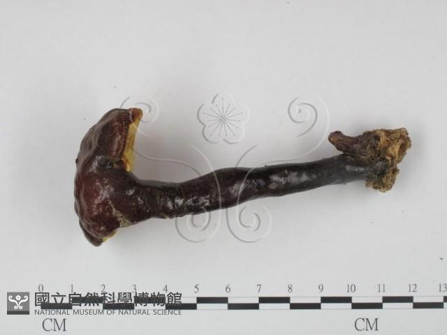 靈芝屬藏品圖，第3張