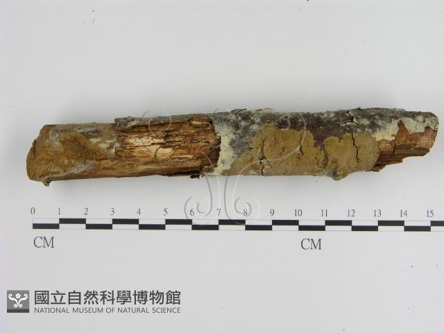 刺革菌屬藏品圖，第3張