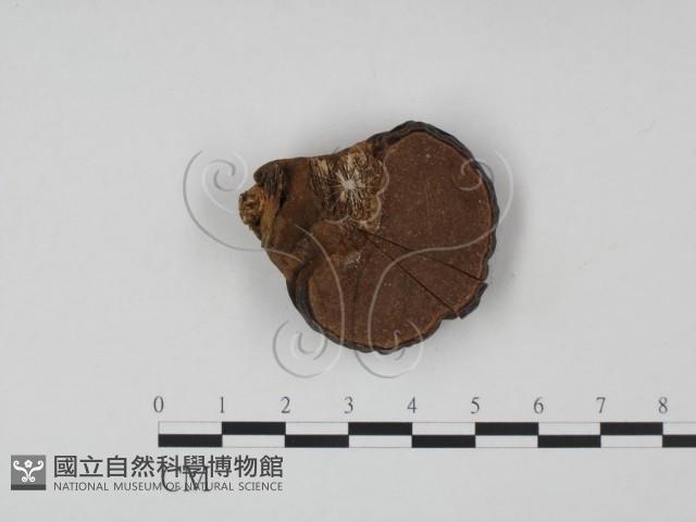 登錄號:F0010876藏品圖，第3張