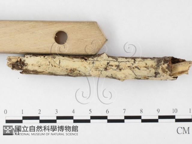 絲齒菌屬藏品圖，第3張