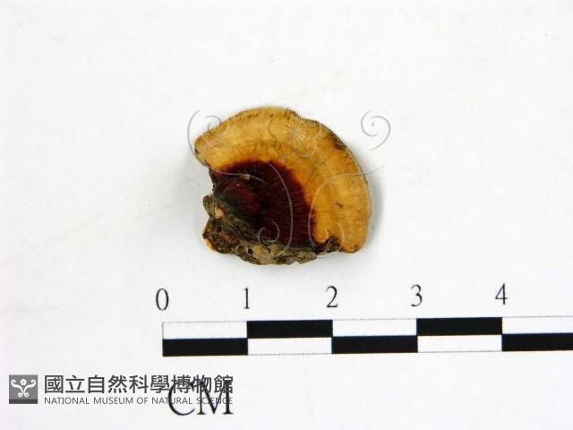 登錄號:F0006876藏品圖，第3張