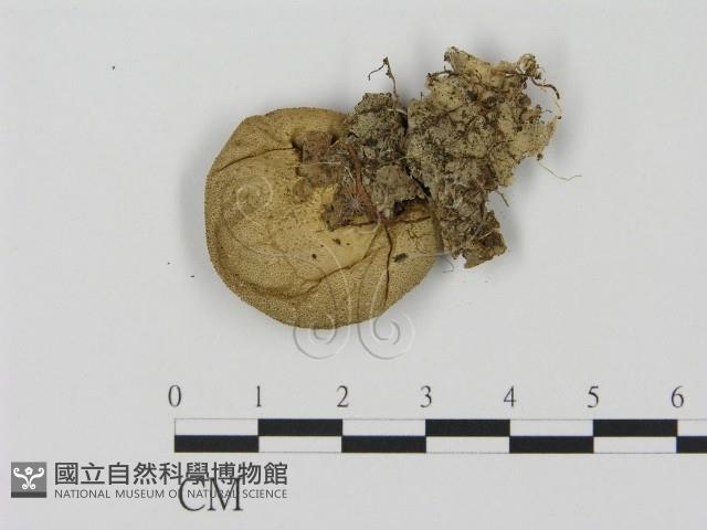 登錄號:F0001876藏品圖，第3張