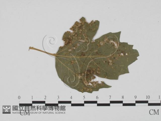登錄號:F0011876藏品圖，第3張