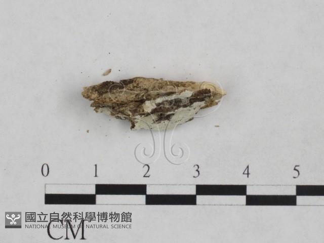 登錄號:F0024876藏品圖，第3張