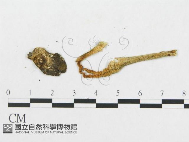 登錄號:F0004876藏品圖，第3張