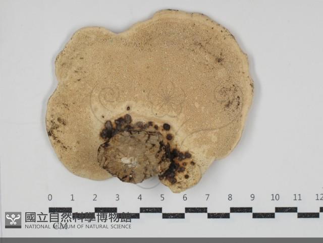 登錄號:F0034876藏品圖，第3張