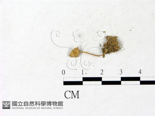 登錄號:F0022876藏品圖，第3張