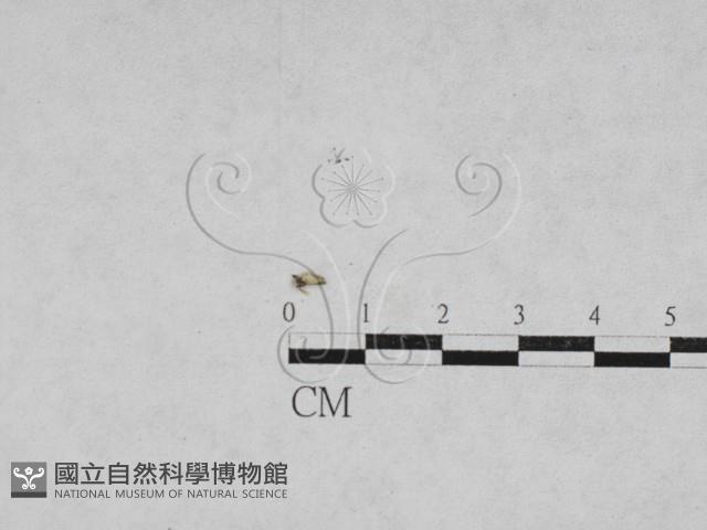 登錄號:F0027876藏品圖，第1張