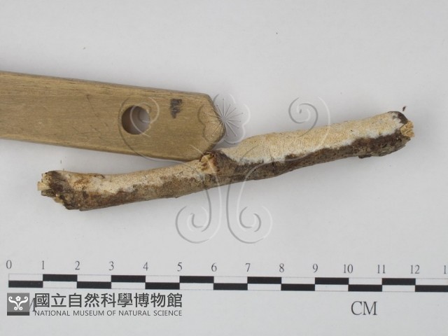 登錄號:F0007876藏品圖，第3張