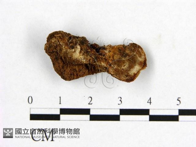 登錄號:F0019876藏品圖，第3張