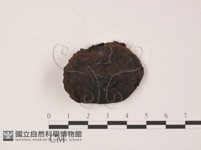 登錄號:F0013876藏品圖，第3張