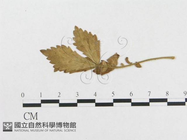 登錄號:F0018976藏品圖，第1張