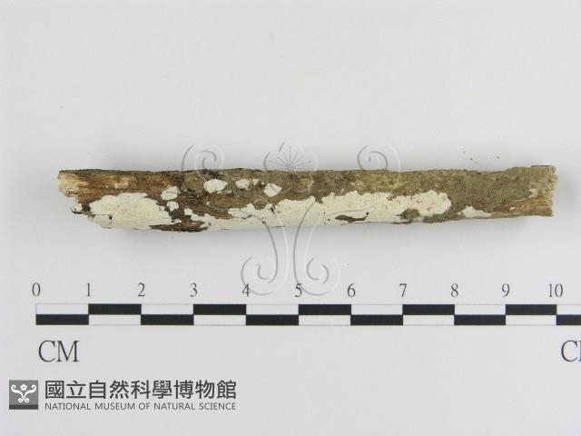 絲皮菌屬藏品圖，第3張