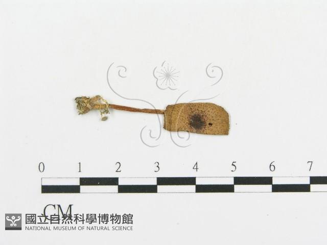 傘菌屬藏品圖，第3張