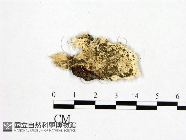 登錄號:F0006976藏品圖，第3張