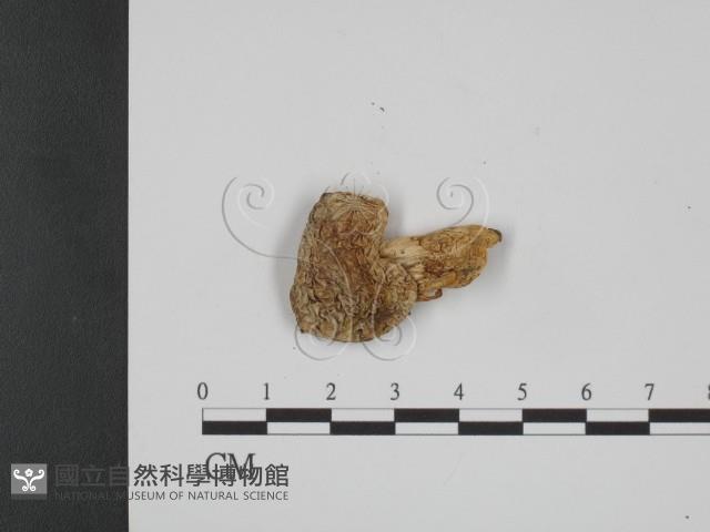 登錄號:F0021976藏品圖，第3張