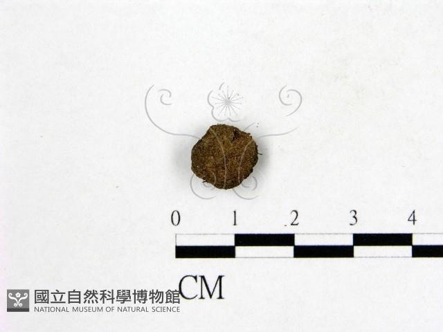 登錄號:F0001976藏品圖，第3張