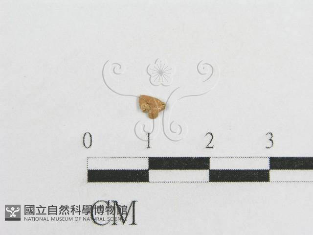 登錄號:F0004976藏品圖，第3張