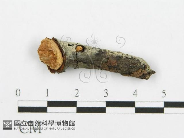 登錄號:F0014976藏品圖，第3張