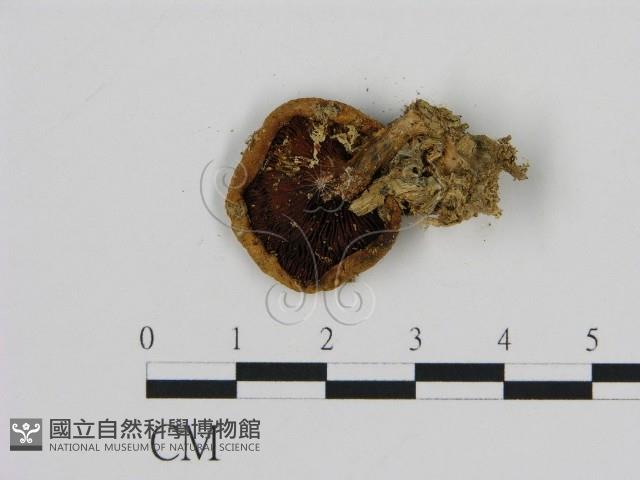 登錄號:F0012976藏品圖，第3張