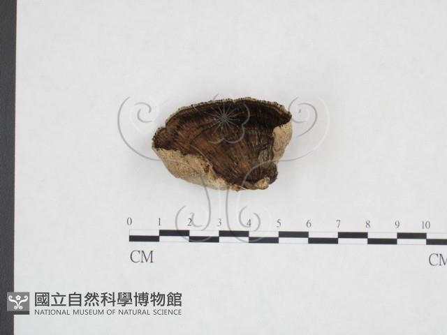 登錄號:F0025976藏品圖，第3張