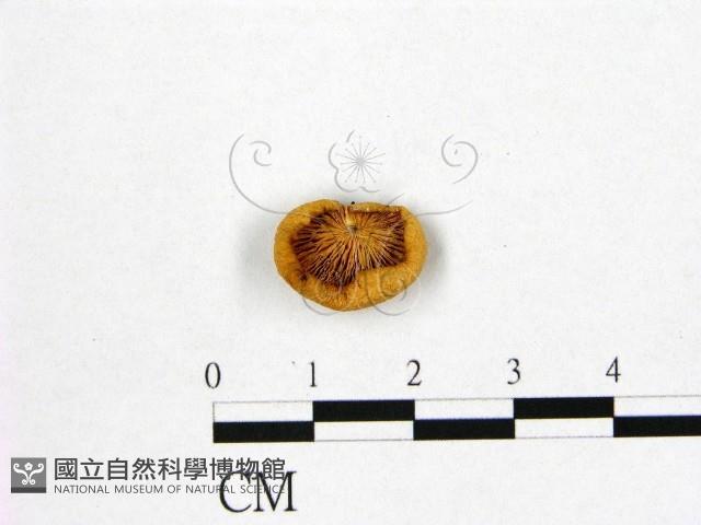 登錄號:F0015976藏品圖，第3張