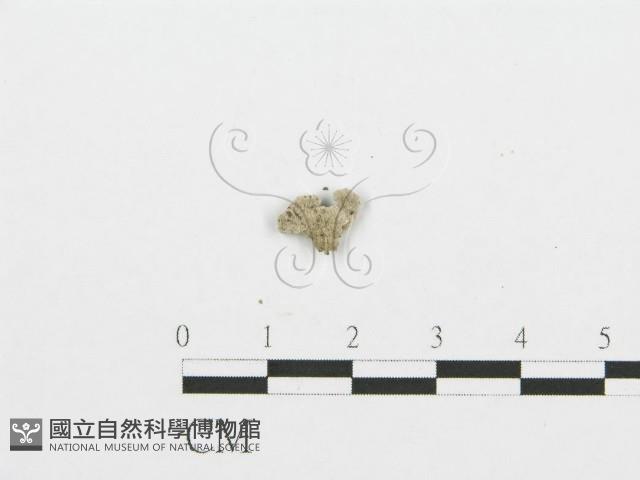 裂褶菌藏品圖，第3張