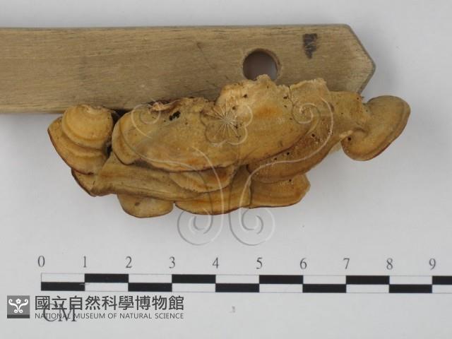 登錄號:F0019976藏品圖，第3張