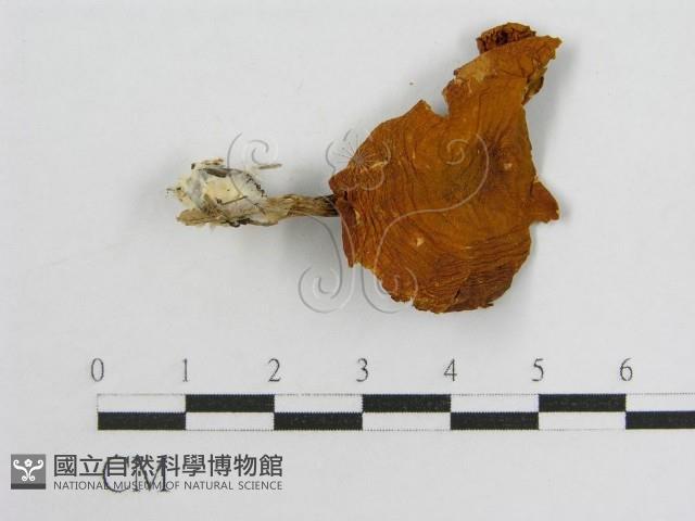 登錄號:F0013976藏品圖，第3張