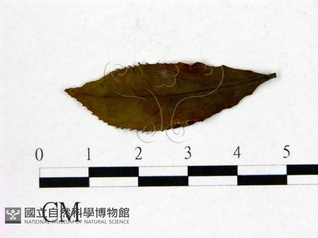 登錄號:F0020676藏品圖，第3張
