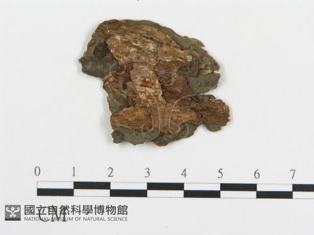 登錄號:F0006676藏品圖，第3張